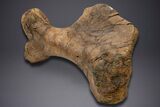 Enormous Fossil Triceratops Humerus Bone - Montana #352272-8
